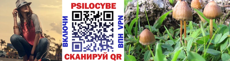 Псилоцибиновые грибы Psilocybine cubensis  Сусуман 